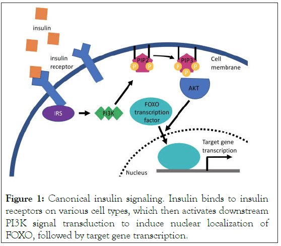 cell-science-Canonical insulin